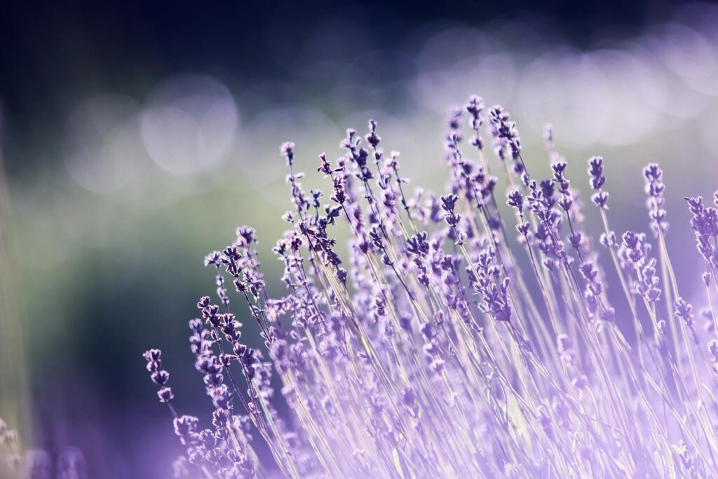 Macro shot of blooming lavender flowers with a dreamy bokeh effect, ideal for nature backgrounds.