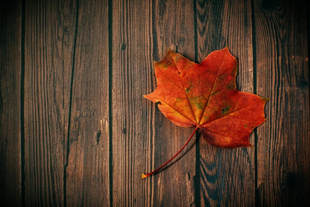 A colorful maple leaf rests on a wooden board, embodying autumn's essence.