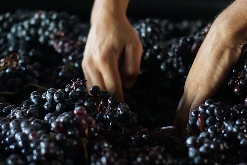 a hand picking up blackberries