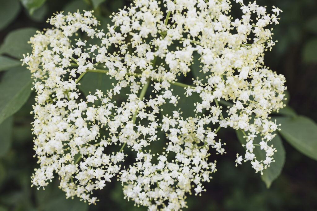 A cluster of white flowers with green leaves