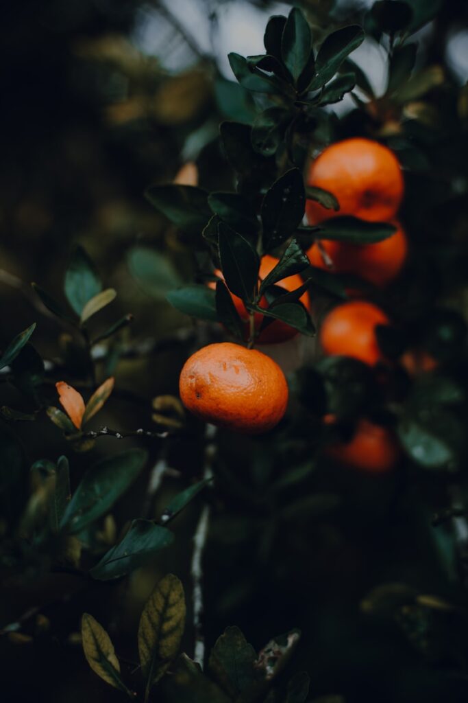 a group of oranges hanging from a tree